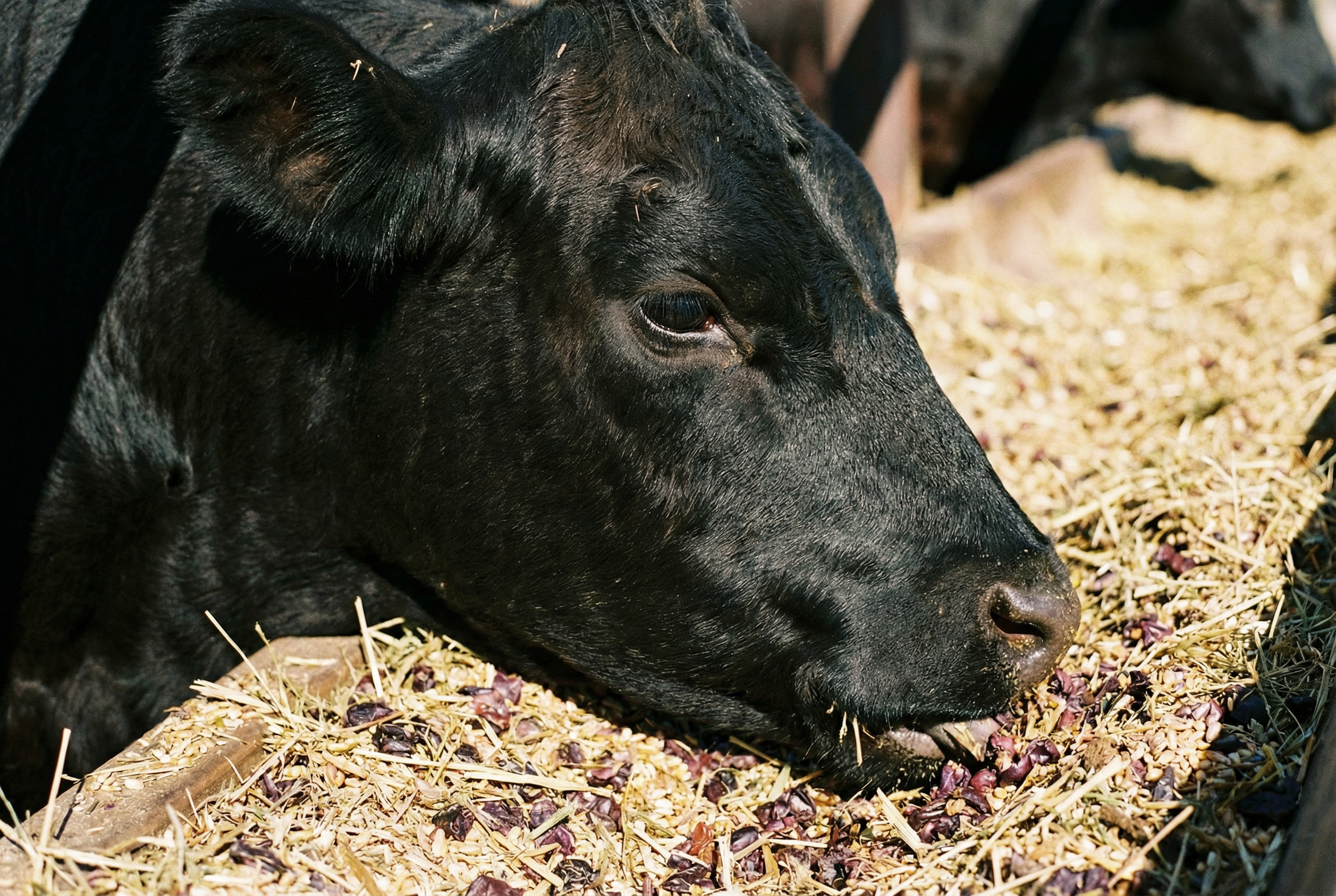 サステナビリティ